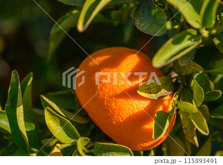 Fresh and ripe mandarins on a mandarin tree during the months of winter 1 115893491