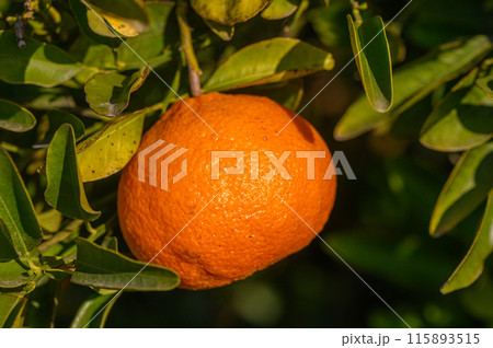 Ripe tangerines in the orchard 115893515