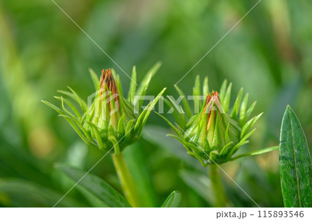 gazania flower or African daisy in bud in the garden 1 115893546