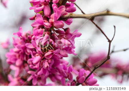 Flowers Bagryannik European with pink flowers in the park of the city 2 115893549