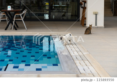 the cat drinks water from the pool the cat drinks water from the pool 115893550