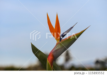 beautiful Bird of Paradise flower (Strelitzia reginae) beautiful Bird of Paradise flower (Strelitzia reginae) 115893552