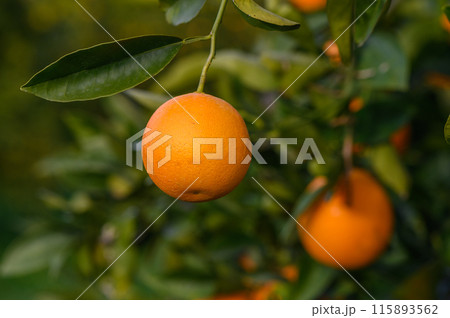 An orange tree in the Orange Orchard at the final harvest of each season.7 An orange tree in the Orange Orchard at the final harvest of each season.7 115893562