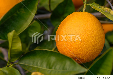 Close-up of ripe oranges hanging on a tree in an orange plantation garden 11 Close-up of ripe oranges hanging on a tree in an orange plantation garden 11 115893582