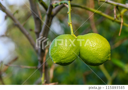 green lemons on tree in garden 1 green lemons on tree in garden 1 115893585