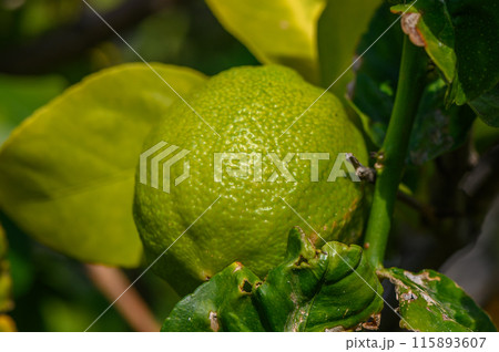 green lemons on tree in garden 4 green lemons on tree in garden 4 115893607