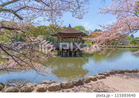 【桜】春の奈良公園 浮見堂 【桜】春の奈良公園 浮見堂 115893640