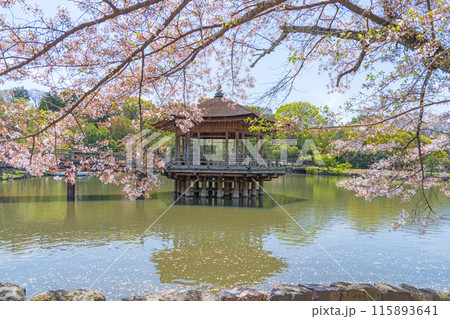【桜】春の奈良公園 浮見堂 【桜】春の奈良公園 浮見堂 115893641
