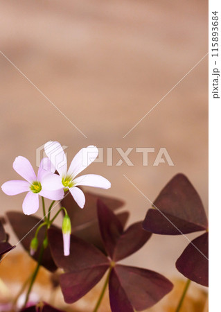 white oxalis flower with purple leaves on a peach background. Flower of happiness white oxalis flower with purple leaves on a peach background. Flower of happiness 115893684