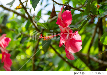 Close-up of a tropical hibiscus flower against the background of the green plants Close-up of a tropical hibiscus flower against the background of the green plants 115893692