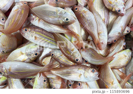 Fresh variety of fish at a fish market in Asia. Freshly caught fish. Market in the Philippines 115893696