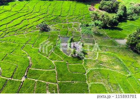 Aerial view of rice fields in the Asia 115893701