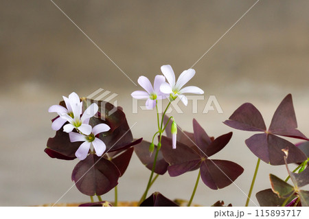 white oxalis flower with purple leaves on a gray background. Flower of happiness white oxalis flower with purple leaves on a gray background. Flower of happiness 115893717