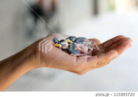 two small chicks falling out of the nest on the palm of a man. Bird chick 115893720