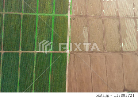 Aerial view of pineapple plantation. Harvesting at a pineapple farm Aerial view of pineapple plantation. Harvesting at a pineapple farm 115893721