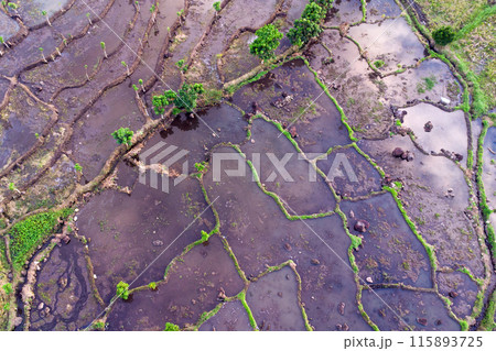 Aerial view of rice fields in Asia 115893725