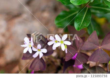 white oxalis flower with purple leaves on a green background. Flower of happiness 115893738