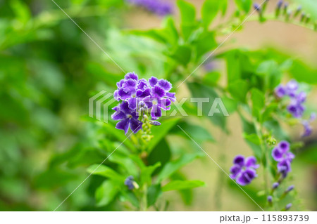 purple duranta flowers golden dewdrop sway in the wind on a green background 115893739