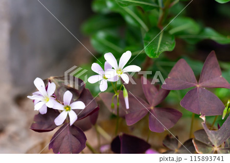 white oxalis flower with purple leaves on a green background. Flower of happiness 115893741