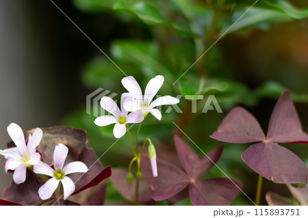white oxalis flower with purple leaves on a green background. Flower of happiness 115893751