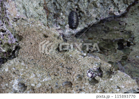 tropical pacific rock jumper fish on rocks by the water tropical pacific rock jumper fish on rocks by the water 115893770