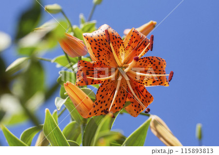daylily flower large against the blue sky 115893813