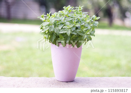 bush of peppermint in a pink pot on a natural background bush of peppermint in a pink pot on a natural background 115893817