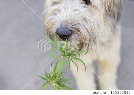 portrait of a dog that sniffs cannabis leaves 115893835