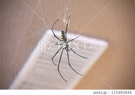 Giant Golden Orb Weaver Big spider sits on a web Giant Golden Orb Weaver Big spider sits on a web 115893848