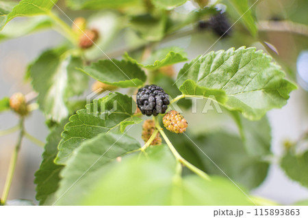 ripe mulberry berry close-up against the background of green foliage 115893863