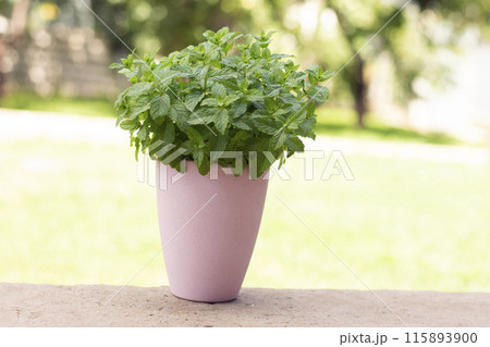 bush of mint in a pink pot on the background of the lawn bush of mint in a pink pot on the background of the lawn 115893900