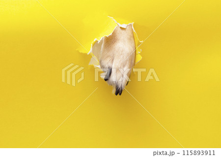 dog paw sticking out of a hole in a yellow torn piece of paper 115893911