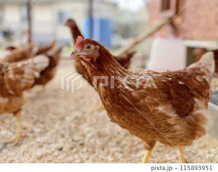 portrait of a chicken in a chicken coop. portrait of a chicken in a chicken coop. 115893951