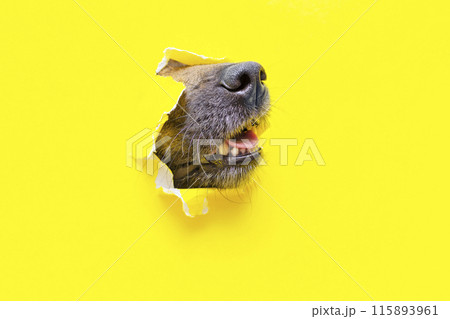 a dog nose sticks out of a hole in a yellow torn piece of paper 115893961