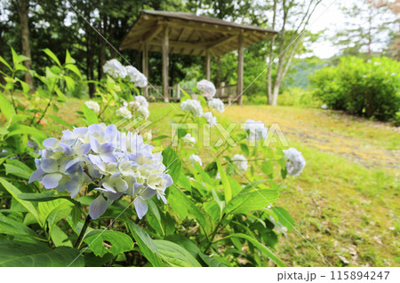 舞鶴自然文化園　満開のあじさい園 115894247