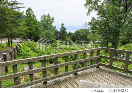舞鶴自然文化園 満開のあじさい園 舞鶴自然文化園 満開のあじさい園 115894253