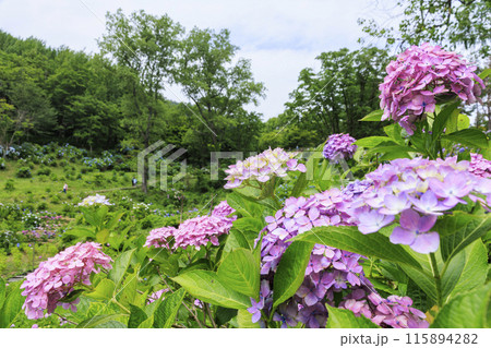 舞鶴自然文化園　満開のあじさい園 115894282