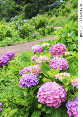 舞鶴自然文化園　満開のあじさい園 115894310
