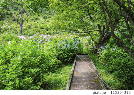 舞鶴自然文化園　満開のあじさい園 115894319