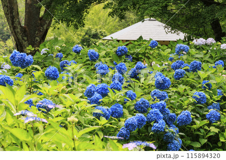 舞鶴自然文化園　満開のあじさい園 115894320