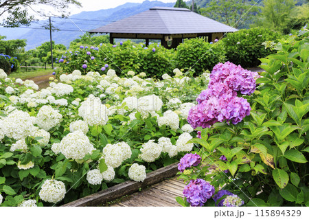 舞鶴自然文化園 満開のあじさい園 舞鶴自然文化園 満開のあじさい園 115894329