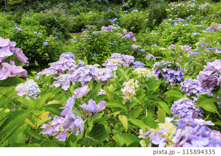 舞鶴自然文化園　満開のあじさい園 115894335