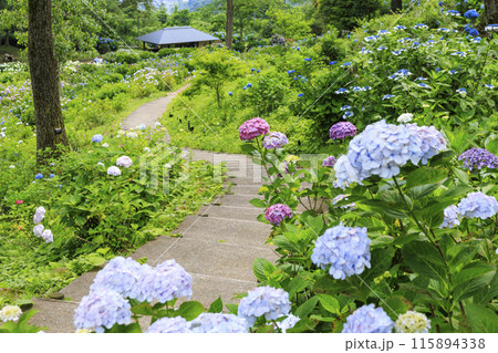 舞鶴自然文化園　満開のあじさい園 115894338