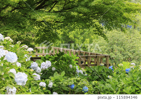 舞鶴自然文化園　満開のあじさい園 115894346
