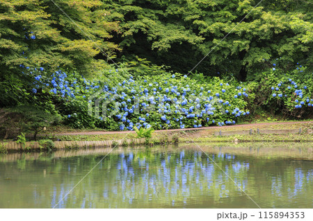 舞鶴自然文化園　満開のあじさい園 115894353