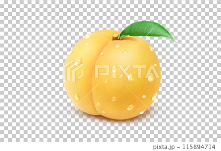 Golden peach illustration, realistic, white background 115894714