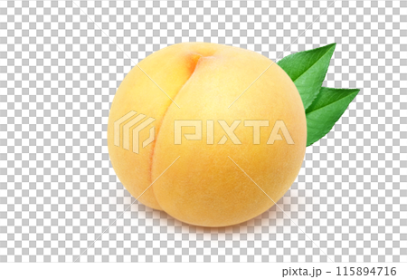 Golden peach illustration, realistic, white background 115894716