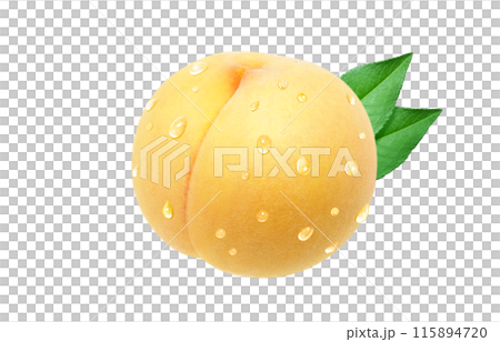 黄金桃 イラスト リアル 白バック 黄金桃 イラスト リアル 白バック 115894720