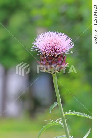大きなアーティチョークの花　 115894823