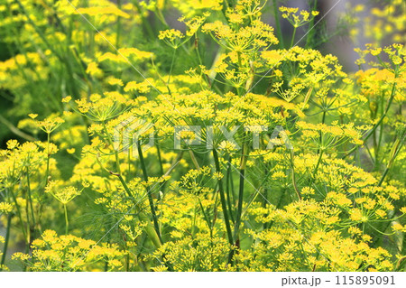 満開の茴香(ウイキョウ)の花 満開の茴香(ウイキョウ)の花 115895091